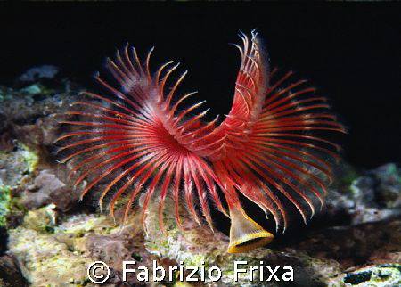 Detail of a marine worm "serpula vermicularis" very diffi... by Fabrizio Frixa 