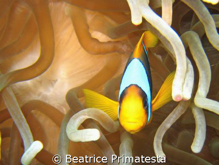 Clown fish by Beatrice Primatesta 