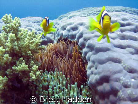 My Two little friends at Islands Dahab..... by Brett Hadden 