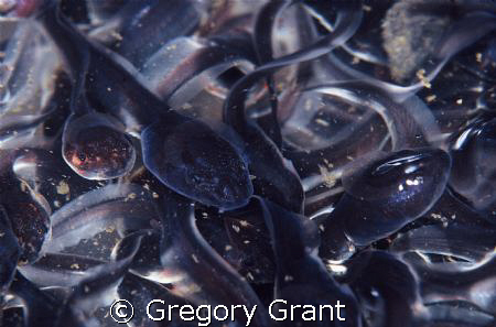 these tadpoles were all tightly grouped in a small area u... by Gregory Grant 