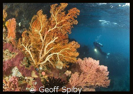 Mikes Point, Raja Ampat by Geoff Spiby 