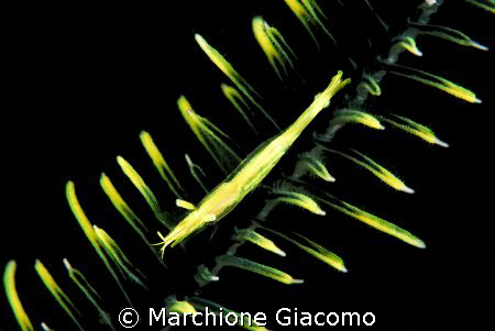 Piume: Tiny shrimp: Nikon D200, 60 macro, two strobo. Moa... by Marchione Giacomo 