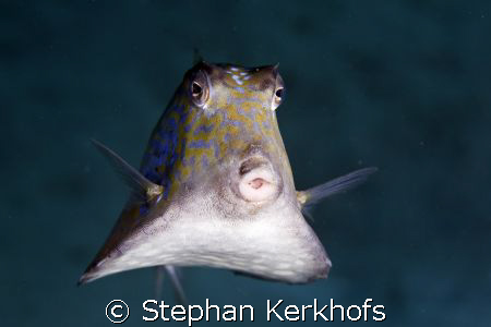 thornback boxfish (tetrasomus gibbosus) taken in Na'ama bay. by Stephan Kerkhofs 