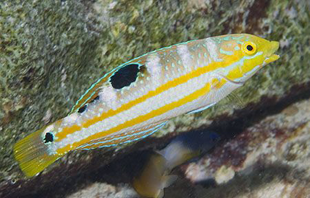 I was very happy to find this little juvenile Puddingwife... by Jim Chambers 