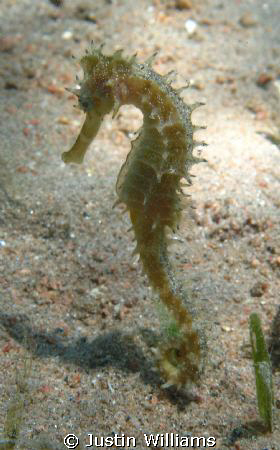 A seahorse in shallow water weeds. by Justin Williams 