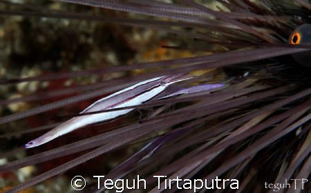 Sea Urchin Commensal Shrimp, taken at Lembeh Strait, Mana... by Teguh Tirtaputra 
