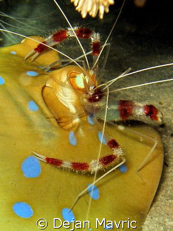 Shrimp cleaning ray's "ears" so he'll hear better :-)    ... by Dejan Mavric 
