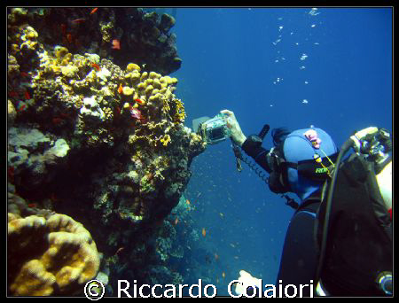 The Underwater Photographer.
Sharm el Sheik, Ras Mohamme... by Riccardo Colaiori 