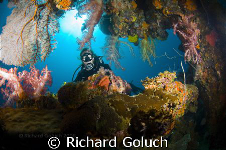 Diver looking thru coral on the Sankinsan Maru-Truk Lagoo... by Richard Goluch 
