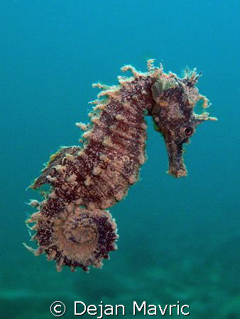 Swimming sea horse, just lifted from a murky seabed. Take... by Dejan Mavric 