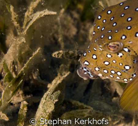 Yellow boxfish fem. (ostracion cubicus) taken in Na'ama bay. by Stephan Kerkhofs 