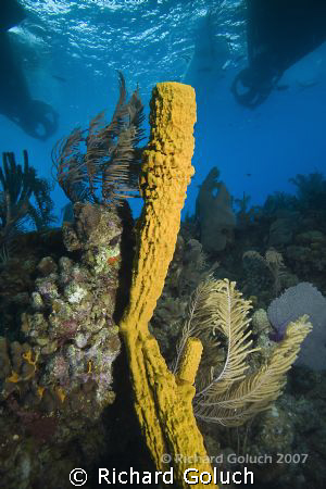 Tube Sponge underneath Nekton-Pilot Belize by Richard Goluch 