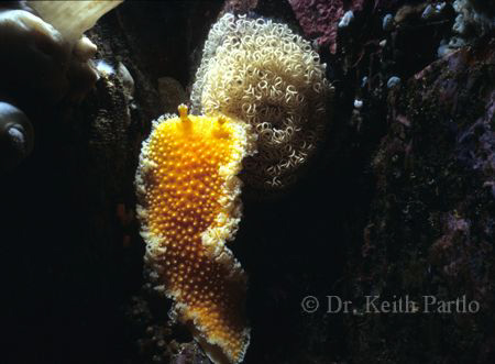Eight inch Orange peel nudibranch with egg case. Location... by Keith Partlo 