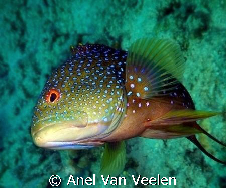 Grouper take n with SP350 in Ras Mohamed. by Anel Van Veelen 