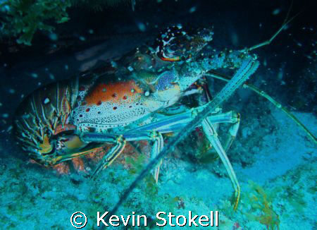Another large crustacean, this time off the north shore o... by Kevin Stokell 