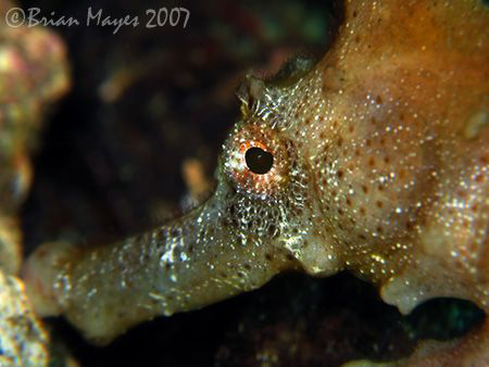 Close-up of Longsnout Seahorse (Hippocampus reidi). <><><... by Brian Mayes 