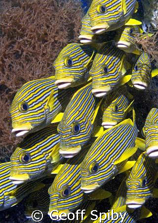 school of tightly packed sweetlips
Nikon D-200 , 10.5mm ... by Geoff Spiby 