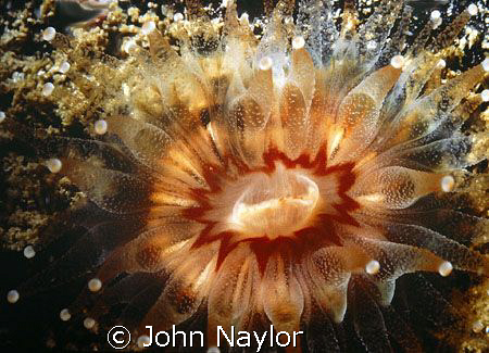devonshire cup coral.Isleof Harris.outer hebrides.Scotland. by John Naylor 