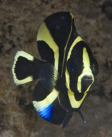 A little juvenile French Angelfish in Bonaire. by Jim Chambers 