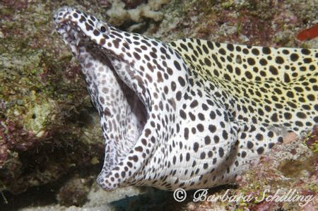 Spotted Moray showing her teeth ;-) by Barbara Schilling 