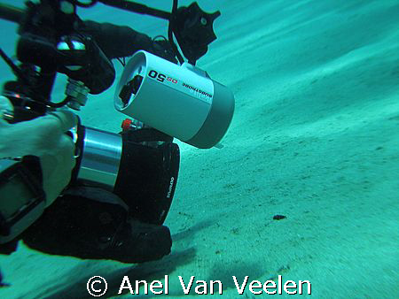 Nikki taking a shot of the frogfish - tiny black spot in ... by Anel Van Veelen 
