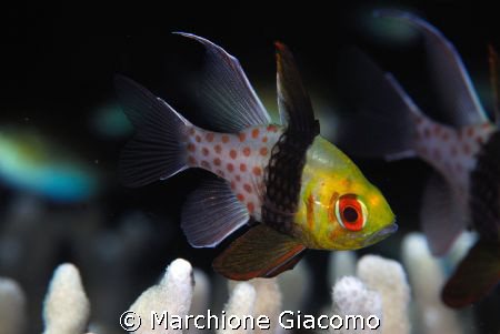 Beatiful fish i.Walea reef. Indonesia-Tonjan Islands
Nik... by Marchione Giacomo 