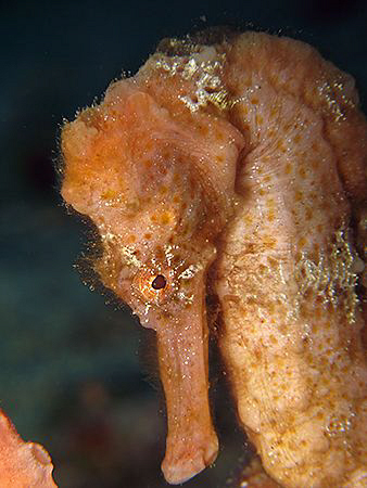 Longsnout Seahorse (Hippocampus reidi)<><><>Canon G7, St ... by Brian Mayes 
