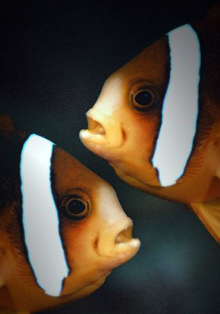 Anemonefish mirrored. by Dray Van Beeck 