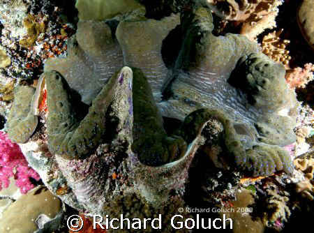 Giant Clam-Palau by Richard Goluch 