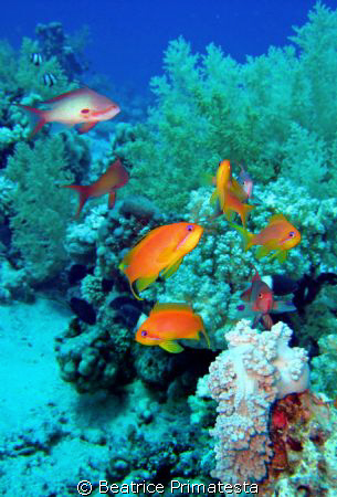 Anthias in blue water by Beatrice Primatesta 