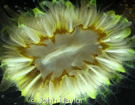 devonshire cup coral.harris and lewis.scotland. by John Naylor 