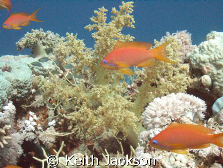 Anthias natural light and magic filter by Keith Jackson 