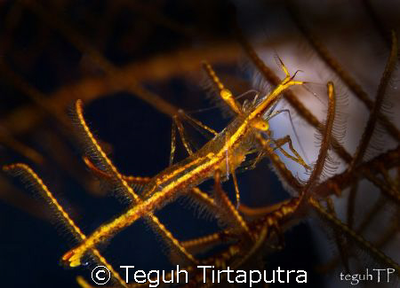 Transparent yellow hydroid shrimp....really tiny, was hid... by Teguh Tirtaputra 