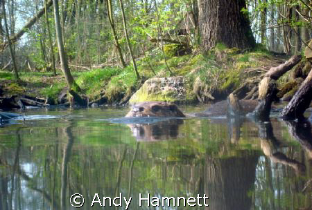 Otter on the prowl in a stream in Germany.  by Andy Hamnett 
