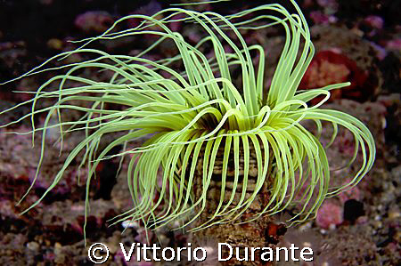 Ceryanthus Membranaceus by Vittorio Durante 
