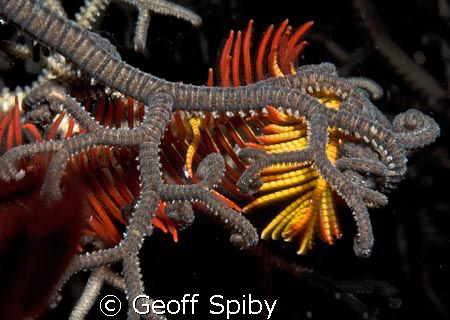 featherstar being hassled by a basketstar on a night dive... by Geoff Spiby 