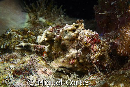 A frogfish.....Find it. by Miguel Cortés 