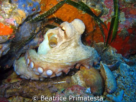 Octopus by Beatrice Primatesta 