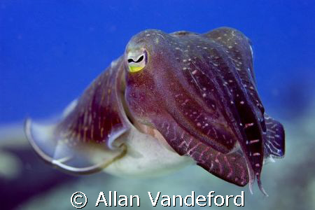 Cuttlefish found at Rainbow Reef, Russell Island Group, S... by Allan Vandeford 