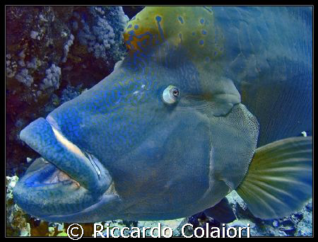 A big Napo at Yolanda Reef - Ras Mohammed Sharm el Sheikh... by Riccardo Colaiori 