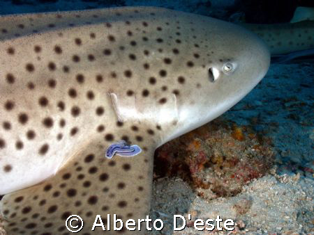Leopard Shark & Nudibranch by Alberto D'este 