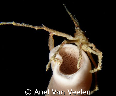 Longhorned spider crab taken on a night dive at Ras Umm S... by Anel Van Veelen 
