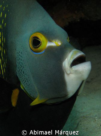 French Angelfish, Something Special, Bonaire 2008 by Abimael Márquez 