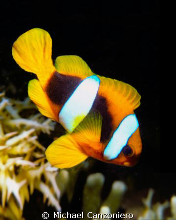 Sabae clownfish: Nikonos V, 28mm lens, SB 105 by Michael Canzoniero 