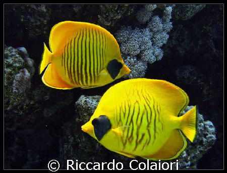 A couple of Yellow! The Temple Reef - Sharm el Sheikh Can... by Riccardo Colaiori 