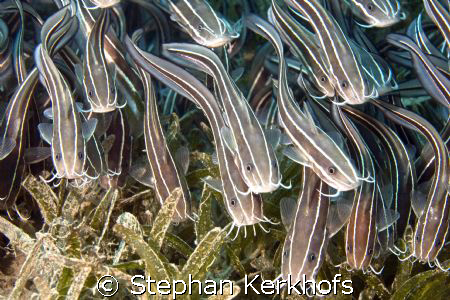 striped eel catfish (plotosus lineatus) with venomous fin... by Stephan Kerkhofs 