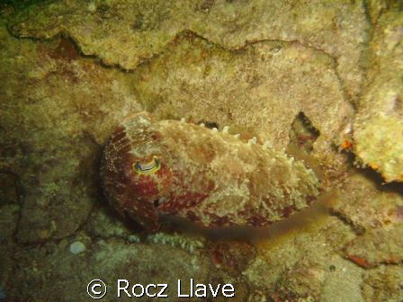 Perfectly Camouflaged; Diver's Sanc House Reef by Rocz Llave 