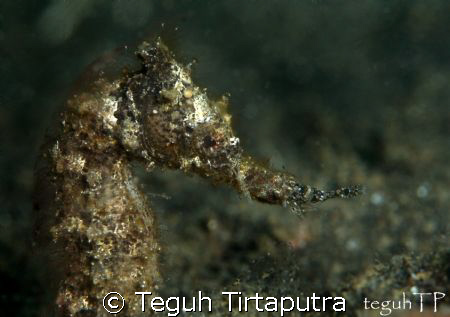 Found this common sea horse swimming around the bottom, a... by Teguh Tirtaputra 