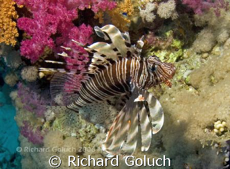 Lionfish-Red Sea by Richard Goluch 