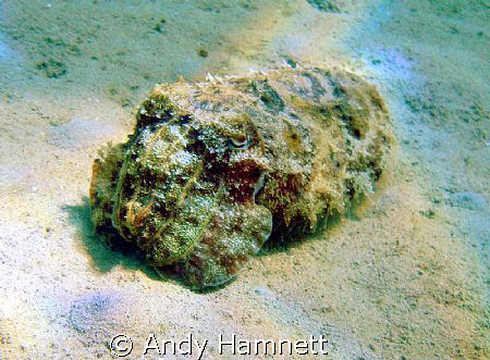 Cuttlefish in the sand.  by Andy Hamnett 